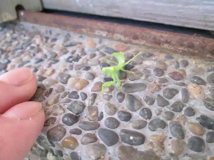 屋久島大社の動物