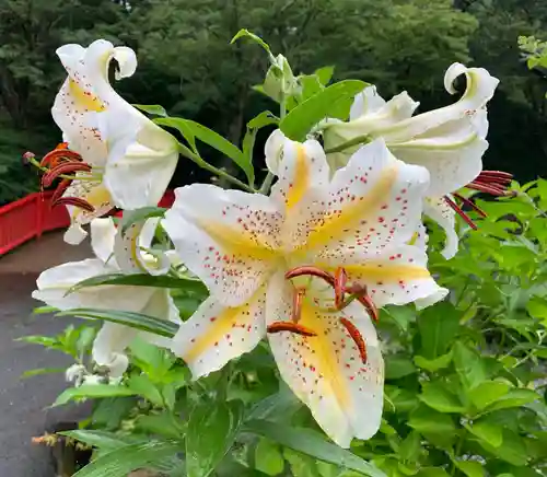 普門寺(切り絵御朱印発祥の寺)の自然