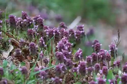 鹿島大神宮の自然