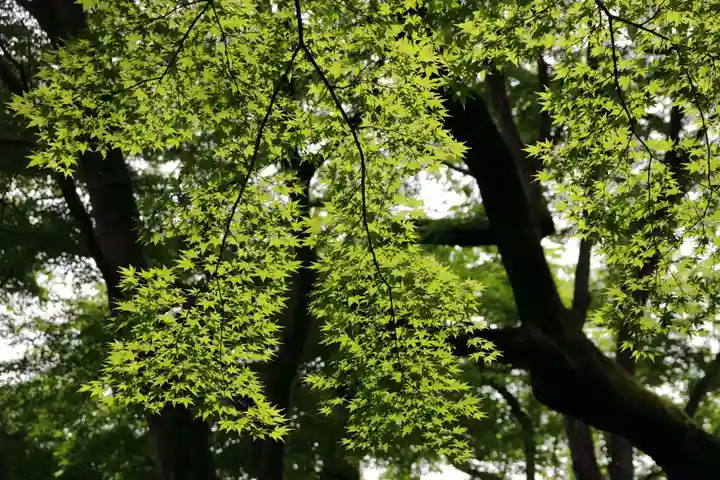 三春大神宮の自然