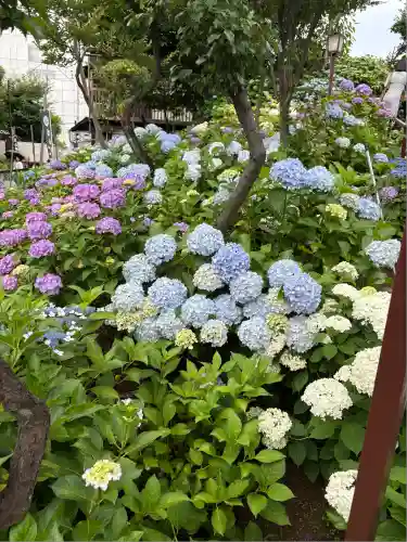 白山神社(東京都)