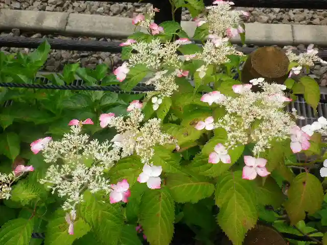 御霊神社の自然