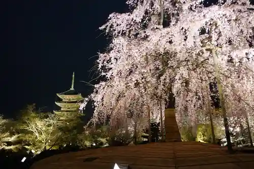 東寺（教王護国寺）の自然