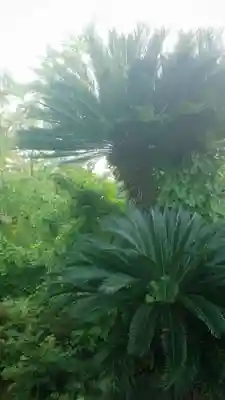 豊福稲荷社の自然