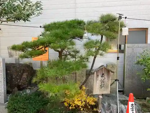 出雲大社松山分祠の自然