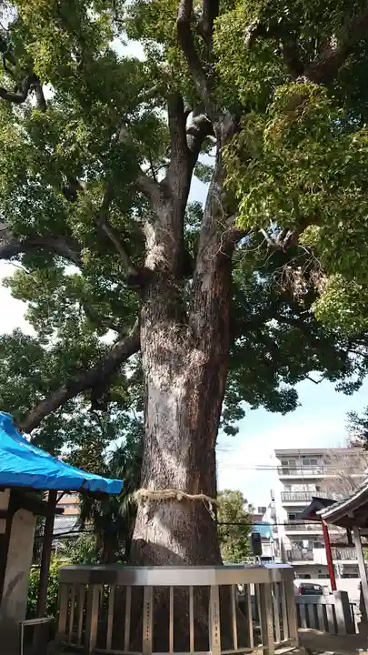 菅原天満宮の自然