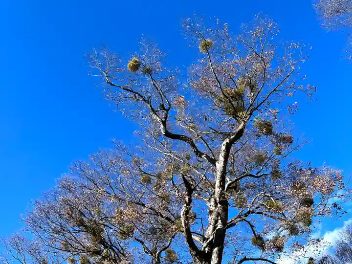 小諸八幡宮(長野県)