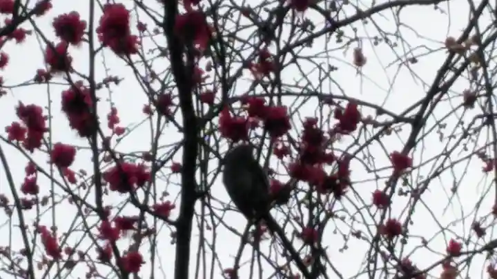 牛天神北野神社の動物