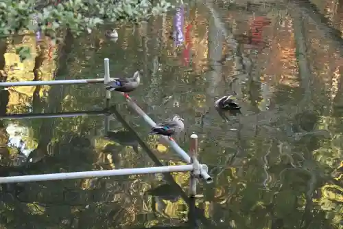 間々田八幡宮(栃木県)