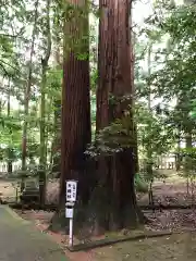 若狭彦神社（上社）の自然