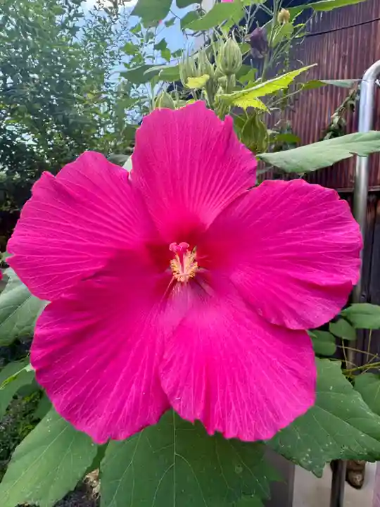 勝念寺(かましきさん)(京都府)