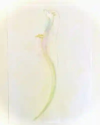 鹿嶋三嶋神社(茨城県)