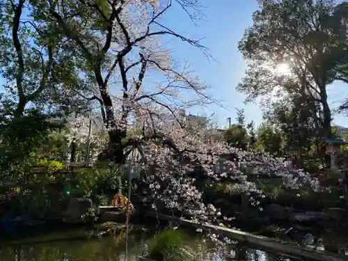 東郷神社の自然