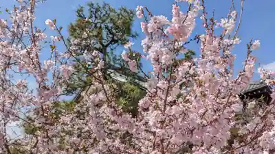 妙蓮寺(京都府)