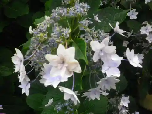 五所神社の自然