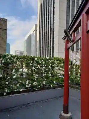 朝日稲荷神社の鳥居