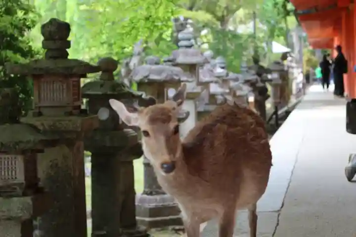 春日大社(奈良県)