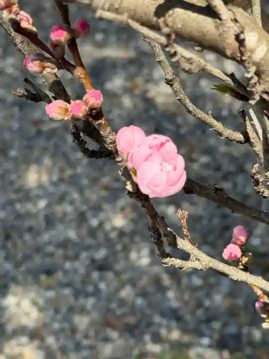 滋賀県護国神社(滋賀県)