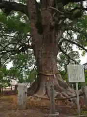 白鳥神社の自然