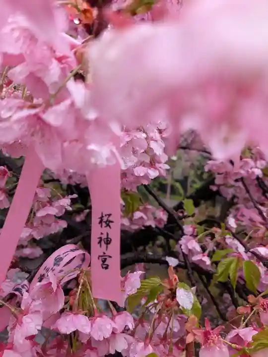 桜神宮(東京都)