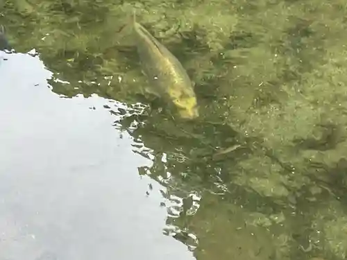 吾平山上陵の動物