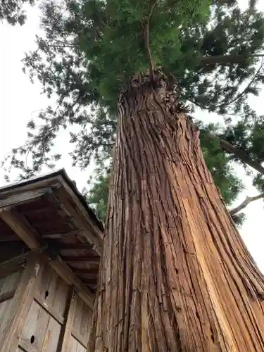 諏訪神社の自然