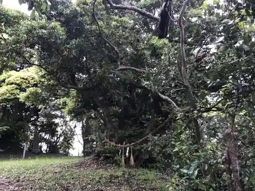 浅間神社の自然