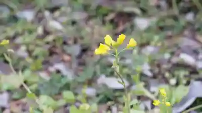 平野神社(京都府)
