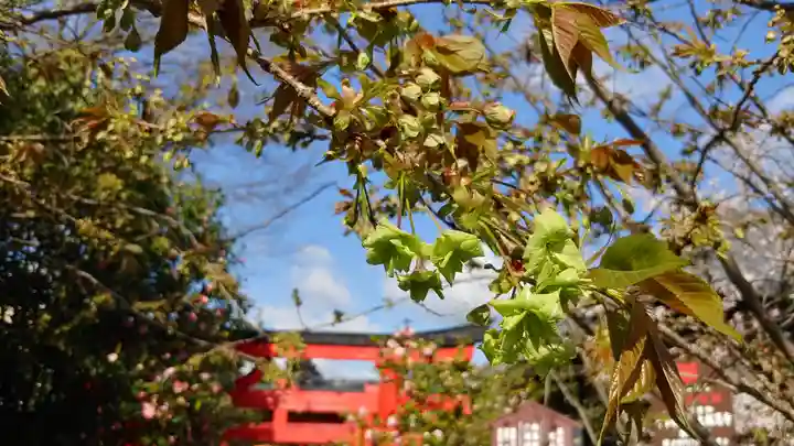 大報恩寺(千本釈迦堂)の自然