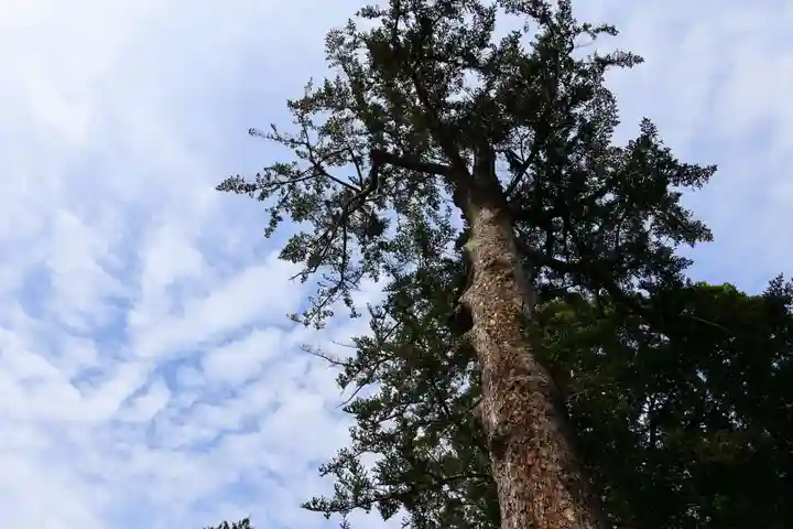 滑川神社 - 仕事と子どもの守り神の自然