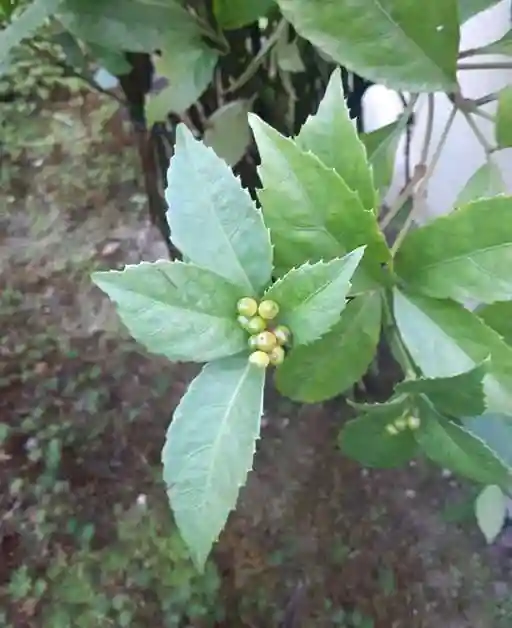 西方山極楽寺の自然