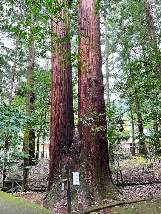 若狭彦神社(上社)の自然