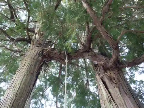 武雄神社の{uncategorized: "未分類", other: "その他", undefined: "問題あり", building: "その他建物", grave: "お墓", sacred_gate: "鳥居", guardian: "狛犬", statue: "像", buddha: "仏像", history: "歴史", nature: "自然", garden: "庭園", animal: "動物", pagoda: "塔", temizu: "手水舎", mountain_gate: "山門・神門", sanctuary: "本殿・本堂", subordinate: "末社・摂社", art: "芸術", scenery: "景色", jizo: "地蔵", ema: "絵馬", goshuin: "御朱印", omikuji: "おみくじ", items: "授与品その他", amulet: "お守り", goshuincho: "御朱印帳", eats: "食事", festival: "お祭り", votive_dance: "神楽", shichigosan: "七五三参", wedding: "結婚式", experience: "体験その他", initially: "初詣", around: "周辺", anti_infection: "感染症対策"}