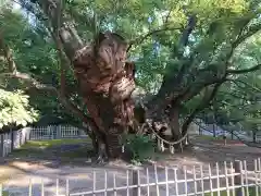 浜松八幡宮の自然