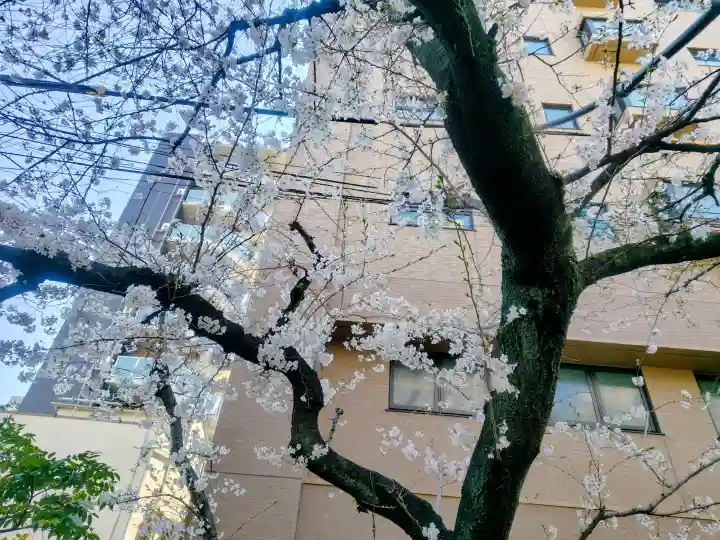 秋葉神社の{uncategorized: "未分類", other: "その他", undefined: "問題あり", building: "その他建物", grave: "お墓", sacred_gate: "鳥居", guardian: "狛犬", statue: "像", buddha: "仏像", history: "歴史", nature: "自然", garden: "庭園", animal: "動物", pagoda: "塔", temizu: "手水舎", mountain_gate: "山門・神門", sanctuary: "本殿・本堂", subordinate: "末社・摂社", art: "芸術", scenery: "景色", jizo: "地蔵", ema: "絵馬", goshuin: "御朱印", omikuji: "おみくじ", items: "授与品その他", amulet: "お守り", goshuincho: "御朱印帳", eats: "食事", festival: "お祭り", votive_dance: "神楽", shichigosan: "七五三参", wedding: "結婚式", experience: "体験その他", initially: "初詣", around: "周辺", anti_infection: "感染症対策"}