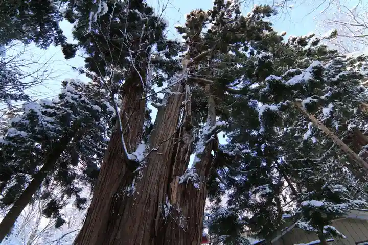 磐椅神社の自然
