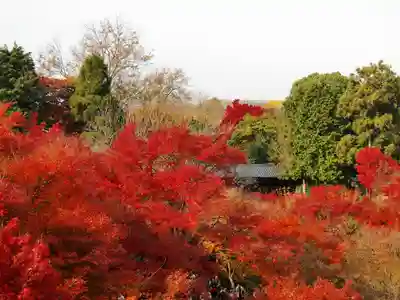東福禅寺(東福寺)(京都府)