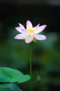 浄土寺(兵庫県)(2024年07月05日(金) 07時19分44秒投稿)