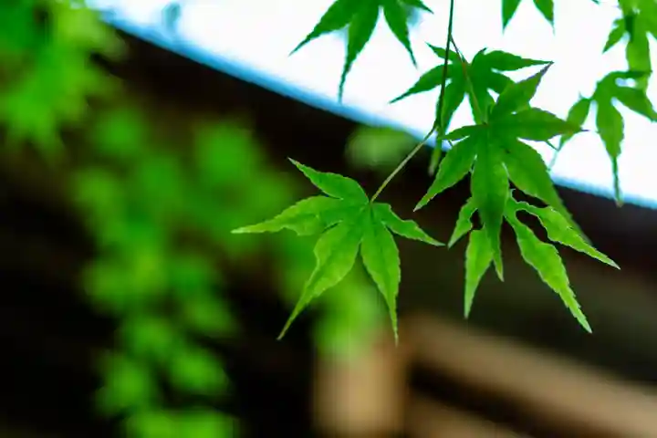 大元神社(厳島神社境外摂社)(広島県)