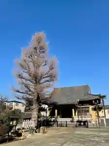 福王山 慈眼寺の本殿・本堂(2021年12月25日(土) 09時43分05秒投稿)