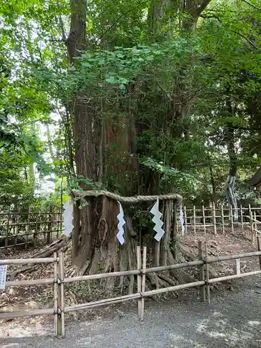 大國魂神社の自然