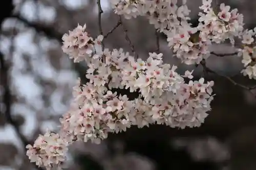 中野稲荷神社の庭園