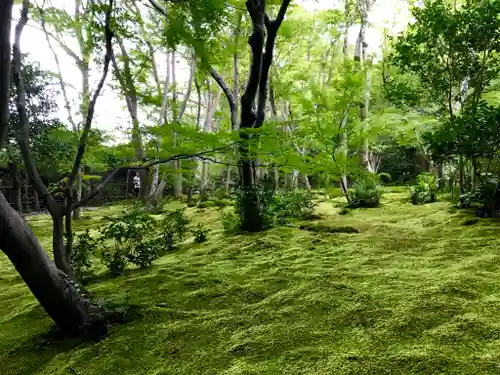 祇王寺の庭園