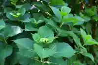 佛日庵の御朱印