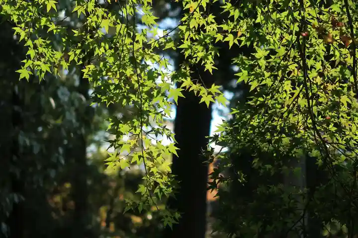 賀茂別雷神社(上賀茂神社)(京都府)