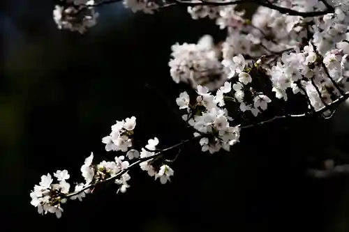 神谷稲荷明神社の自然