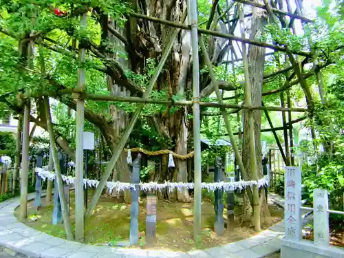 稲毛神社の自然