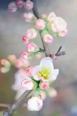 浄土寺(兵庫県)