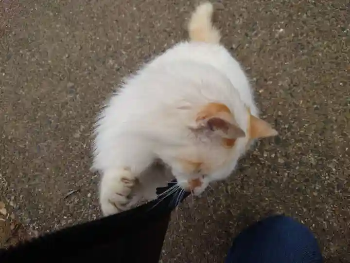 鎌数伊勢大神宮の動物