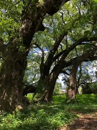 大汝牟遅神社の自然